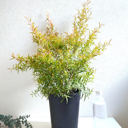 ●限定3点●　希少　※厳選美樹形　大きめ　”レモンティーツリー　レプトスペルマム　鉢カバーセット”　観葉植物　ハーブ 5枚目の画像