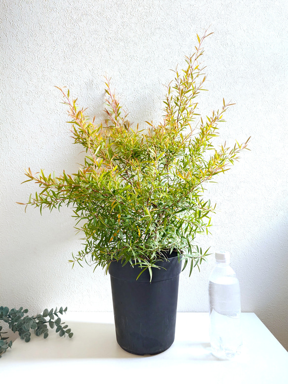 ●限定3点●　希少　※厳選美樹形　大きめ　”レモンティーツリー　レプトスペルマム　鉢カバーセット”　観葉植物　ハーブ 5枚目の画像