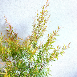 ●限定3点●　希少　※厳選美樹形　大きめ　”レモンティーツリー　レプトスペルマム　鉢カバーセット”　観葉植物　ハーブ 3枚目の画像