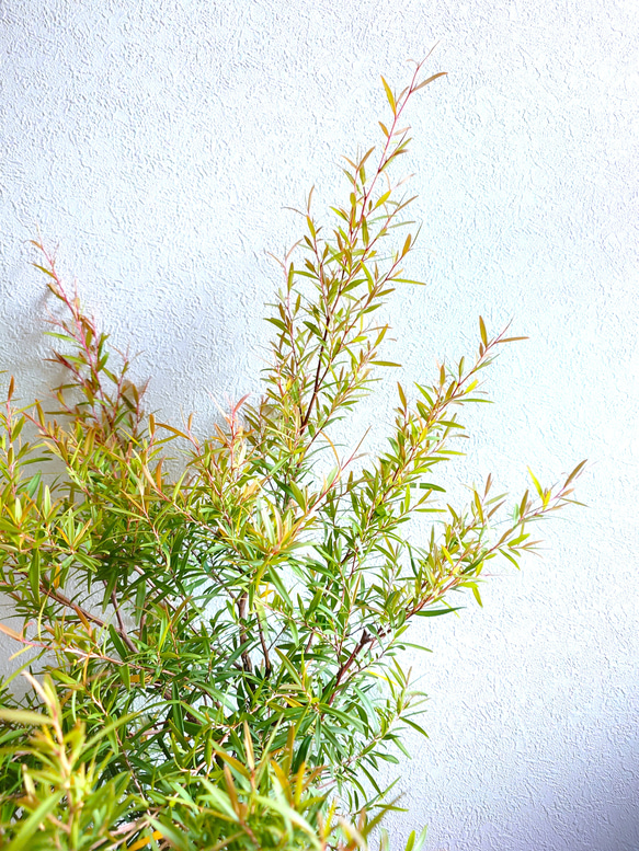 ●限定3点●　希少　※厳選美樹形　大きめ　”レモンティーツリー　レプトスペルマム　鉢カバーセット”　観葉植物　ハーブ 3枚目の画像