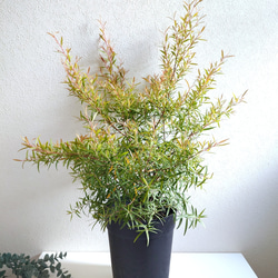 ●限定3点●　希少　※厳選美樹形　大きめ　”レモンティーツリー　レプトスペルマム　鉢カバーセット”　観葉植物　ハーブ 1枚目の画像