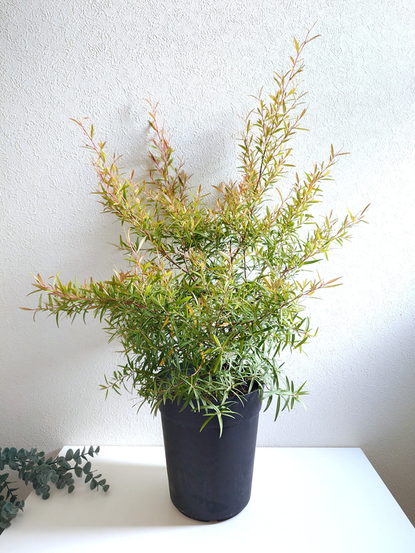 ●限定3点●　希少　※厳選美樹形　大きめ　”レモンティーツリー　レプトスペルマム　鉢カバーセット”　観葉植物　ハーブ 1枚目の画像