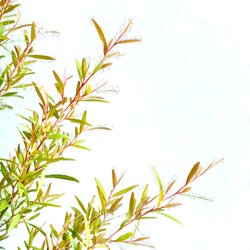 ●限定3点●　希少　※厳選美樹形　大きめ　”レモンティーツリー　レプトスペルマム　鉢カバーセット”　観葉植物　ハーブ 4枚目の画像