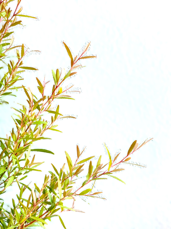 ●限定3点●　希少　※厳選美樹形　大きめ　”レモンティーツリー　レプトスペルマム　鉢カバーセット”　観葉植物　ハーブ 4枚目の画像