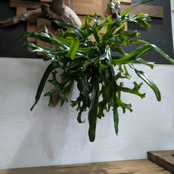 【送料無料】《現品限り》ピロシア ロンギフォリア〈レア・流木付〉 1枚目の画像