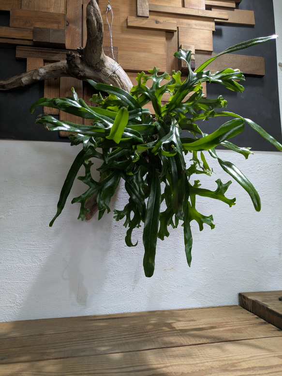 【送料無料】《現品限り》ピロシア ロンギフォリア〈レア・流木付〉 1枚目の画像