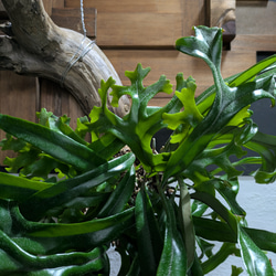 【送料無料】《現品限り》ピロシア ロンギフォリア〈レア・流木付〉 4枚目の画像