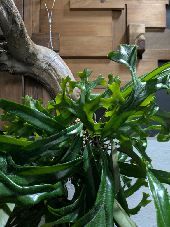 【送料無料】《現品限り》ピロシア ロンギフォリア〈レア・流木付〉 4枚目の画像