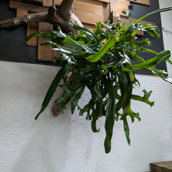 【送料無料】《現品限り》ピロシア ロンギフォリア〈レア・流木付〉 5枚目の画像