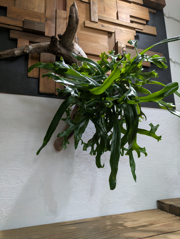 【送料無料】《現品限り》ピロシア ロンギフォリア〈レア・流木付〉 5枚目の画像