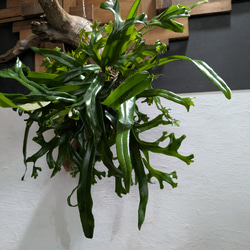 【送料無料】《現品限り》ピロシア ロンギフォリア〈レア・流木付〉 2枚目の画像