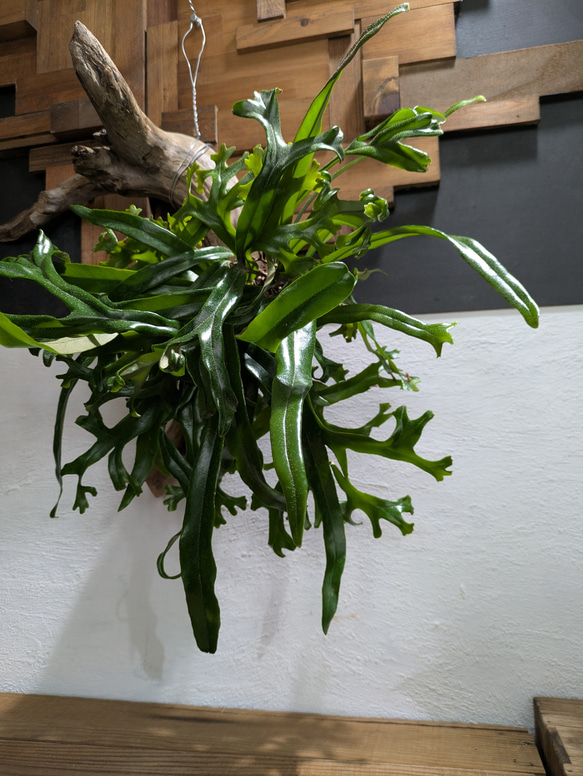 【送料無料】《現品限り》ピロシア ロンギフォリア〈レア・流木付〉 2枚目の画像