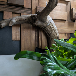 【送料無料】《現品限り》ピロシア ロンギフォリア〈レア・流木付〉 3枚目の画像