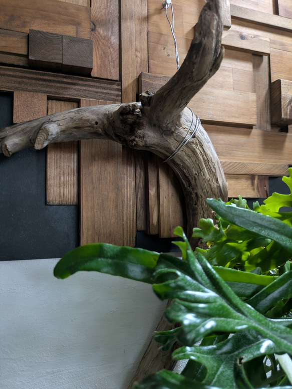 【送料無料】《現品限り》ピロシア ロンギフォリア〈レア・流木付〉 3枚目の画像