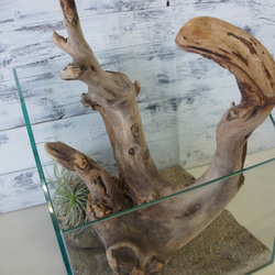 盆栽 『ザクロ』 和風 インテリア 花 苔 実 園芸 ガーデニング 観葉