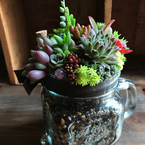 再々々々…販【タイムカプセルシリーズ＊】∮多肉植物の寄せ植え 