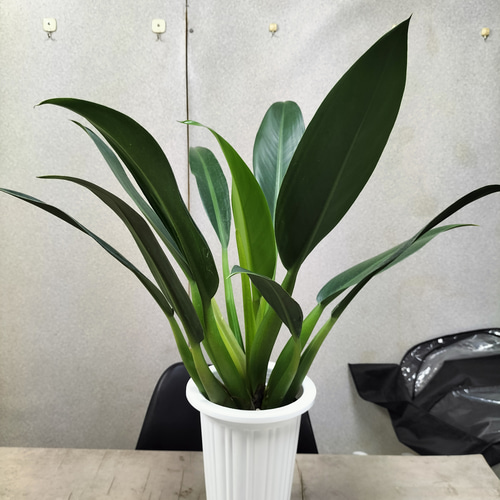 フィロデンドロン キャニフォリウム キャニホリウム (和名