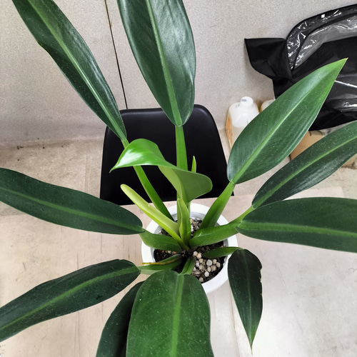 フィロデンドロン　キャニフォリウム　(キャニフォリウム)　大型　希少　送料無料 フィロデンドロン キャニフォリウム (キャニフォリウム) 大型 希少