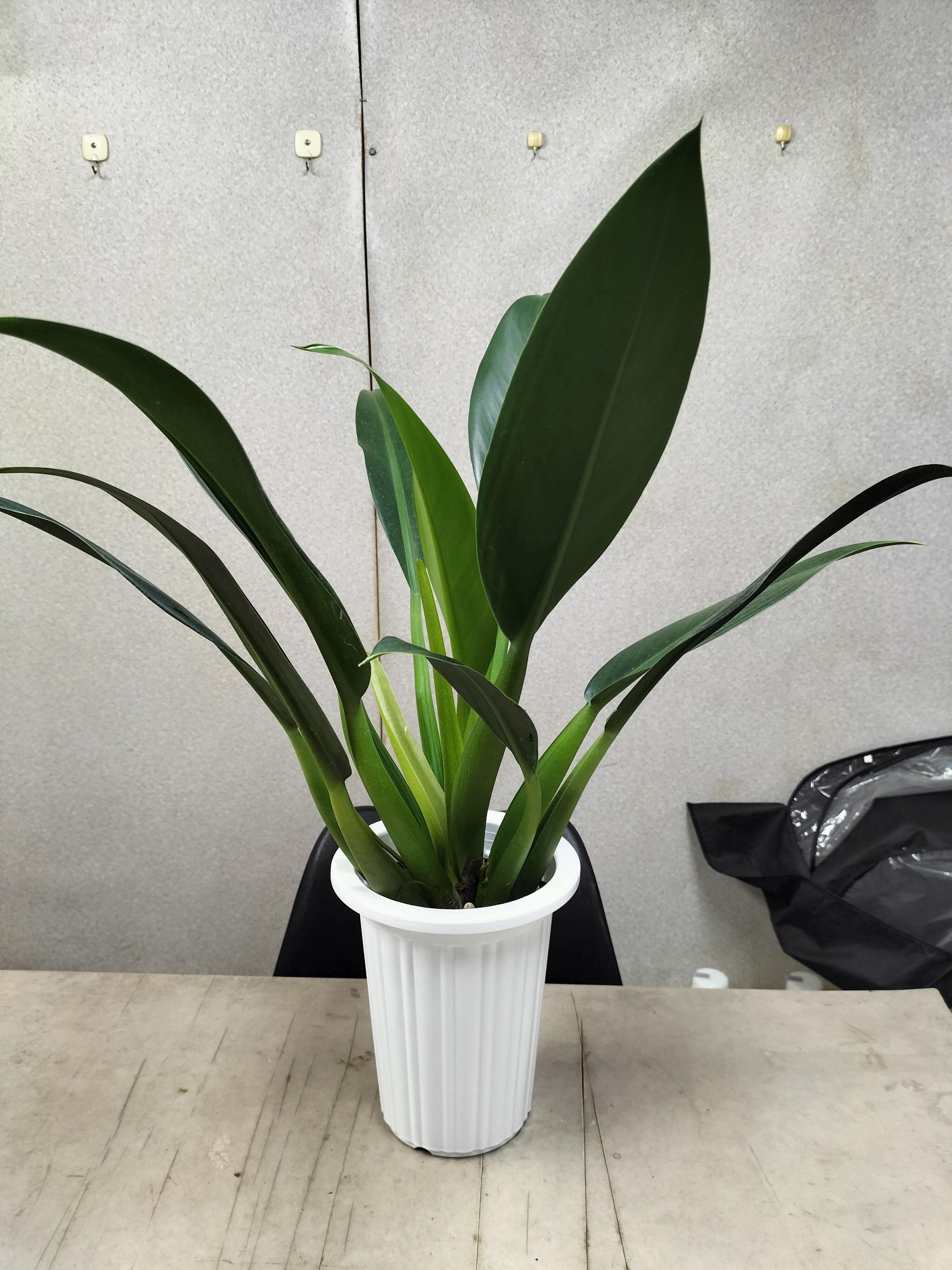 フィロデンドロン　キャニフォリウム　キャニホリウム　(和名：ホテイカズラ)　観葉植物