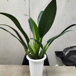 フィロデンドロン キャニフォリウム キャニホリウム (和名