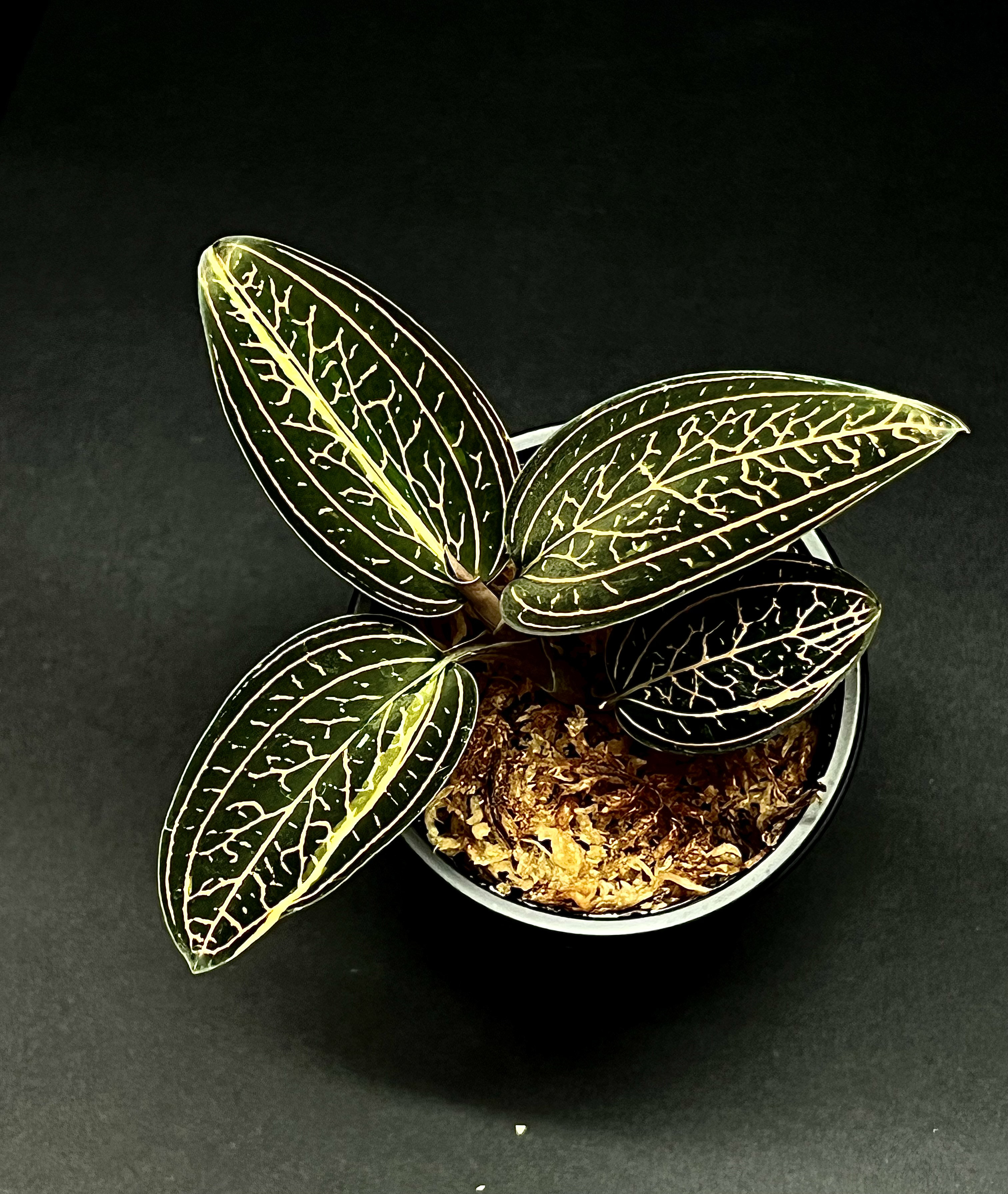 【観葉植物】ジュエルオーキッド【ルディシア ディスカラー(ちょこ斑入り)】