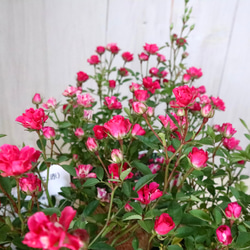 立派♡トキワマンサク♡七彩♡8寸鉢♡ 立派♡トキワマンサク♡七彩♡8寸鉢♡ アートフラワー nico flowers