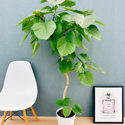 ［現品］13番　フィカス　アルテシマ　曲がり　8号　観葉植物　おしゃれ　ゴムの木 ［現品］13番　フィカス　アルテシマ　曲がり　8号　観葉植物　おしゃれ　ゴムの木