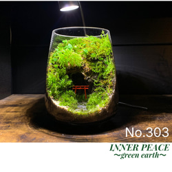 No.300 苔アート　苔テラリウム　完成品 300 苔アート 苔テラリウム 食虫植物 ウツボカズラ 完成品 テラリウム