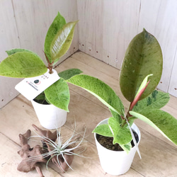 希少♡斑入り♡エバーフレッシュ♡ネムの木♡観葉植物♡インテリア