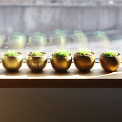 真鍮鉢とハオルチア・オブツーサ 5枚目の画像