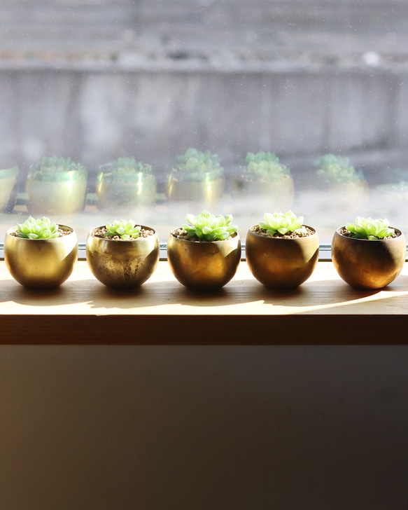 真鍮鉢とハオルチア・オブツーサ 5枚目の画像