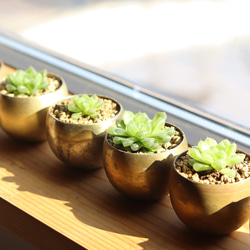 真鍮鉢とハオルチア・オブツーサ 6枚目の画像