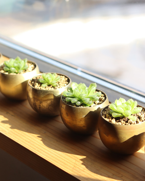 真鍮鉢とハオルチア・オブツーサ 6枚目の画像