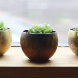 真鍮鉢とハオルチア・オブツーサ 7枚目の画像