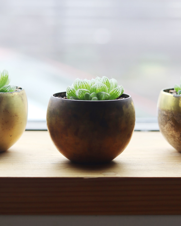 真鍮鉢とハオルチア・オブツーサ 7枚目の画像