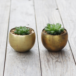 真鍮鉢とハオルチア・オブツーサ 4枚目の画像