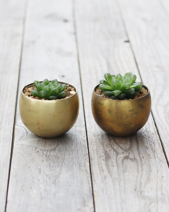 真鍮鉢とハオルチア・オブツーサ 4枚目の画像