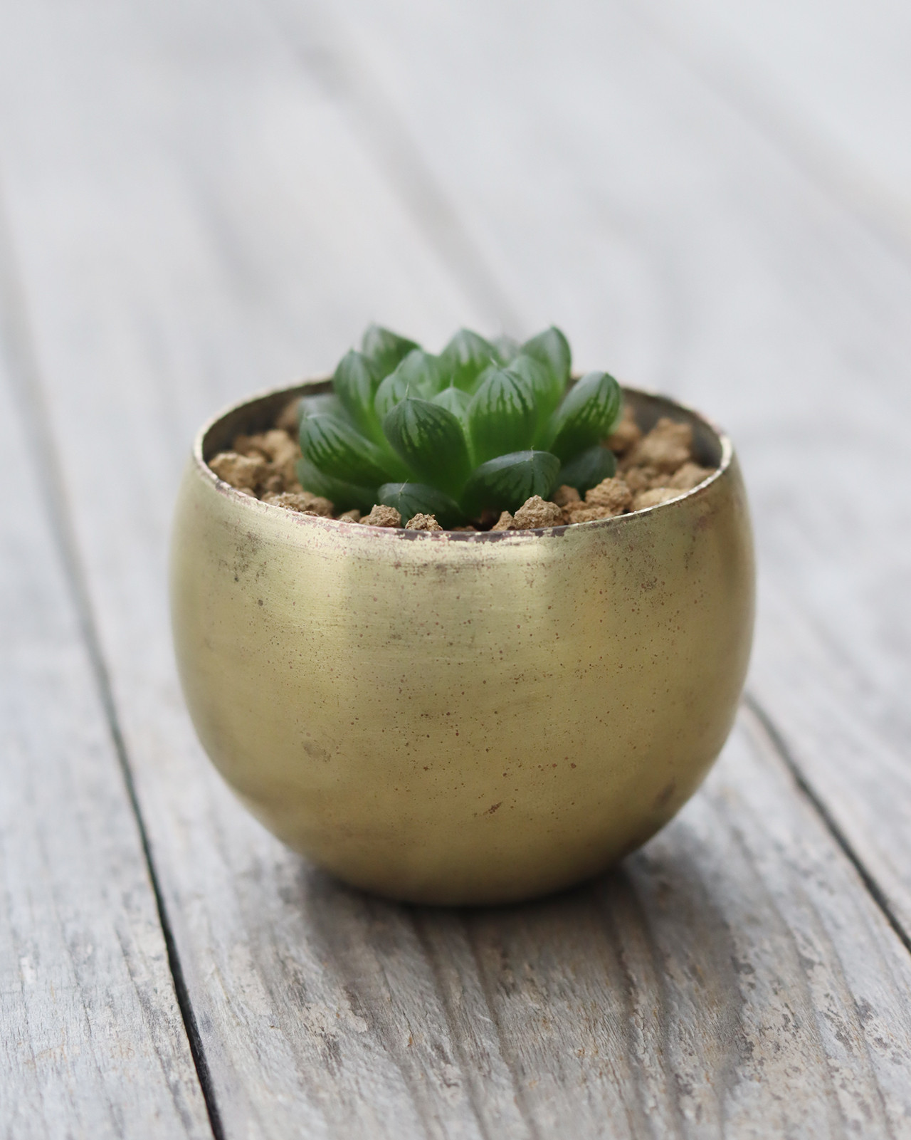 真鍮鉢とハオルチア・オブツーサ