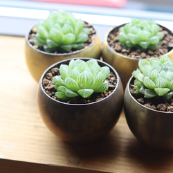 真鍮鉢とハオルチア・オブツーサ 2枚目の画像