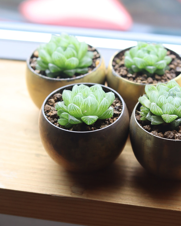 真鍮鉢とハオルチア・オブツーサ 2枚目の画像