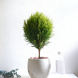 ●数量限定●　丸くてかわいいトピアリー　”ゴールドクレスト ボール（M）鉢カバーセット"　観葉植物　インテリア　ギフト 5枚目の画像