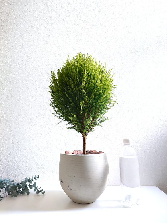 ●数量限定●　丸くてかわいいトピアリー　”ゴールドクレスト ボール（M）鉢カバーセット"　観葉植物　インテリア　ギフト 5枚目の画像