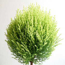 ●数量限定●　丸くてかわいいトピアリー　”ゴールドクレスト ボール（M）鉢カバーセット"　観葉植物　インテリア　ギフト 2枚目の画像