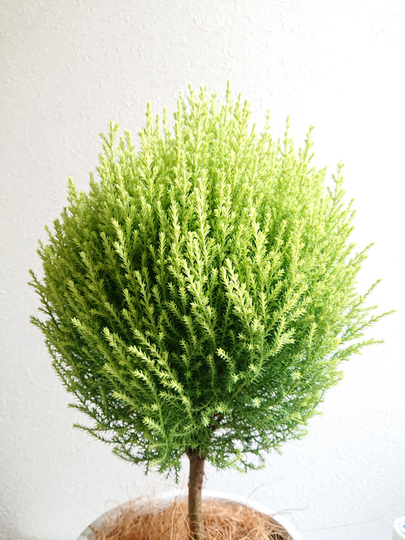 ●数量限定●　丸くてかわいいトピアリー　”ゴールドクレスト ボール（M）鉢カバーセット"　観葉植物　インテリア　ギフト 2枚目の画像