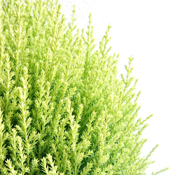 ●数量限定●　丸くてかわいいトピアリー　”ゴールドクレスト ボール（M）鉢カバーセット"　観葉植物　インテリア　ギフト 3枚目の画像