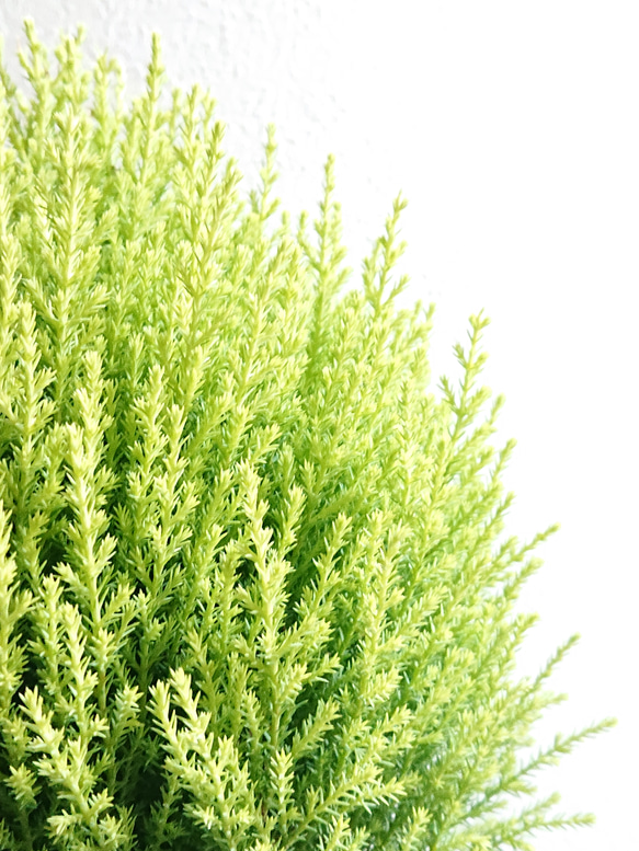 ●数量限定●　丸くてかわいいトピアリー　”ゴールドクレスト ボール（M）鉢カバーセット"　観葉植物　インテリア　ギフト 3枚目の画像