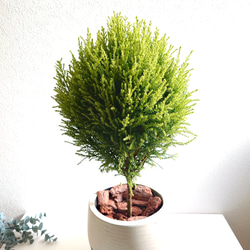 ●数量限定●　丸くてかわいいトピアリー　”ゴールドクレスト ボール（M）鉢カバーセット"　観葉植物　インテリア　ギフト 4枚目の画像