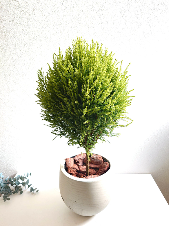 ●数量限定●　丸くてかわいいトピアリー　”ゴールドクレスト ボール（M）鉢カバーセット"　観葉植物　インテリア　ギフト 4枚目の画像