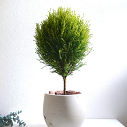 ●数量限定●　丸くてかわいいトピアリー　”ゴールドクレスト ボール（M）鉢カバーセット"　観葉植物　インテリア　ギフト 1枚目の画像