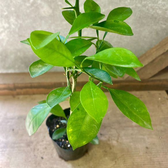 果樹　カラマンシー（四季柑） 3枚目の画像